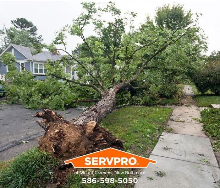 A downed tree covers a residential street.