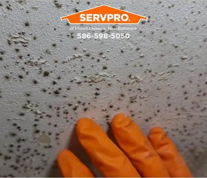 An orange-gloved hand touches mold growth on a wall.