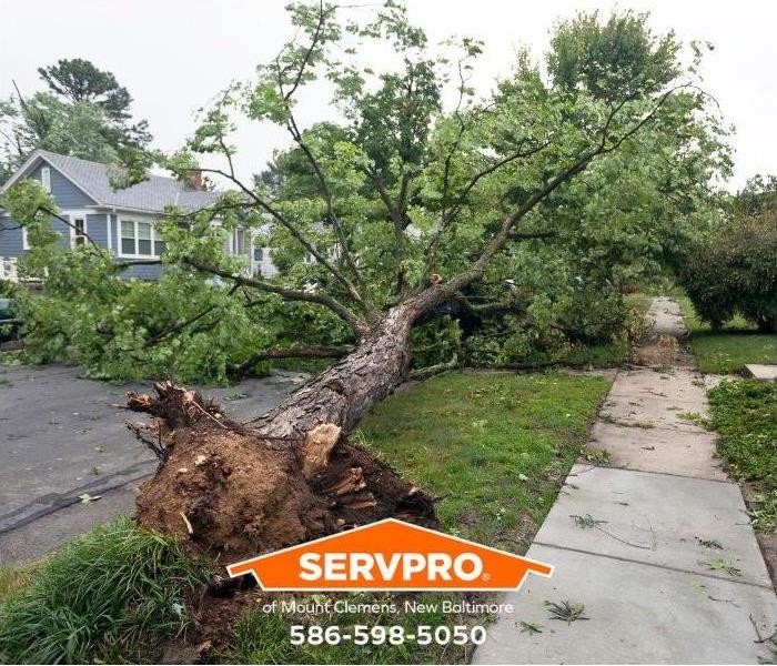 A downed tree covers a residential street.